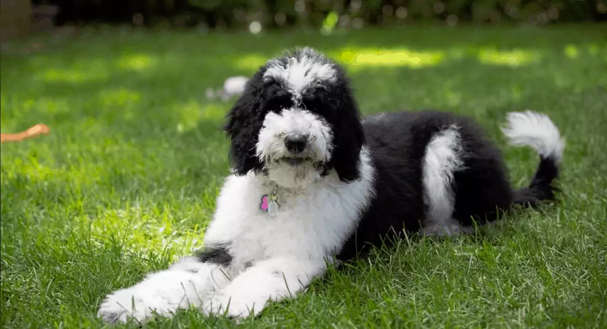 Bordoodle Dog Breed, Price, Lifespan, Temperament and Size