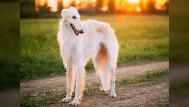 Borzoi Terrier Dog Breed, Price, Lifespan, Temperament and Size