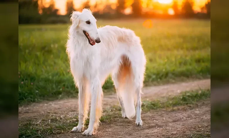 Borzoi Terrier Dog Breed, Price, Lifespan, Temperament and Size