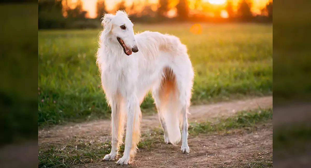 Borzoi Terrier Dog Breed, Price, Lifespan, Temperament and Size