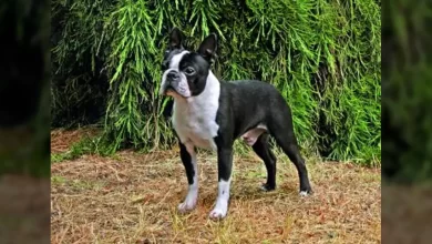 Boston Terrier