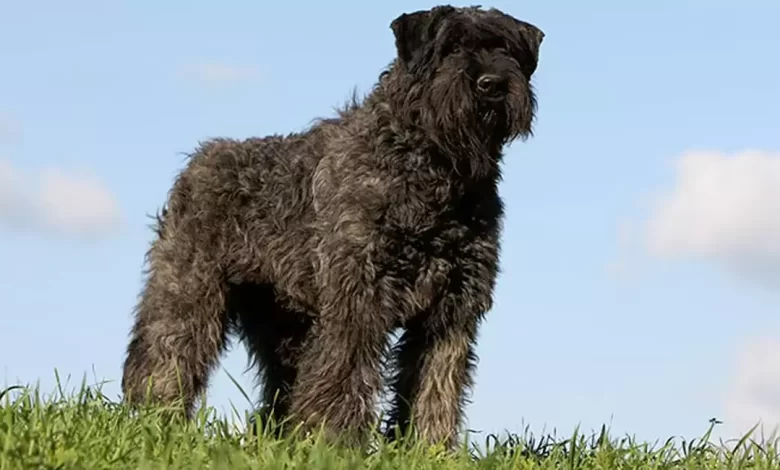Bouvier des Flandres Dog Breed, Price, Lifespan, Temperament and Size