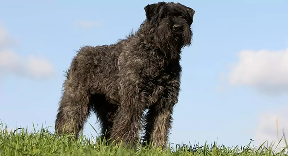 Bouvier des Flandres Dog Breed, Price, Lifespan, Temperament and Size