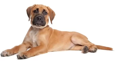 Boxador Dog Breed, Price, Lifespan, Temperament and Size