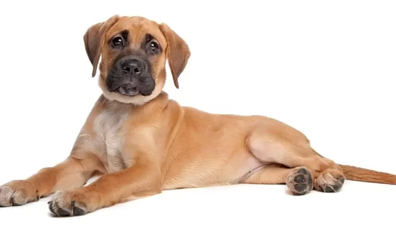 Boxador Dog Breed, Price, Lifespan, Temperament and Size