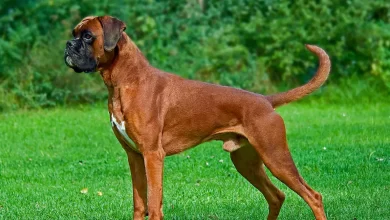 Boxer Dog Breed, Price, Lifespan, Temperament and Size