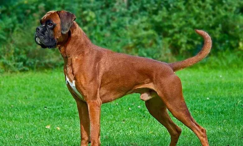 Boxer Dog Breed, Price, Lifespan, Temperament and Size