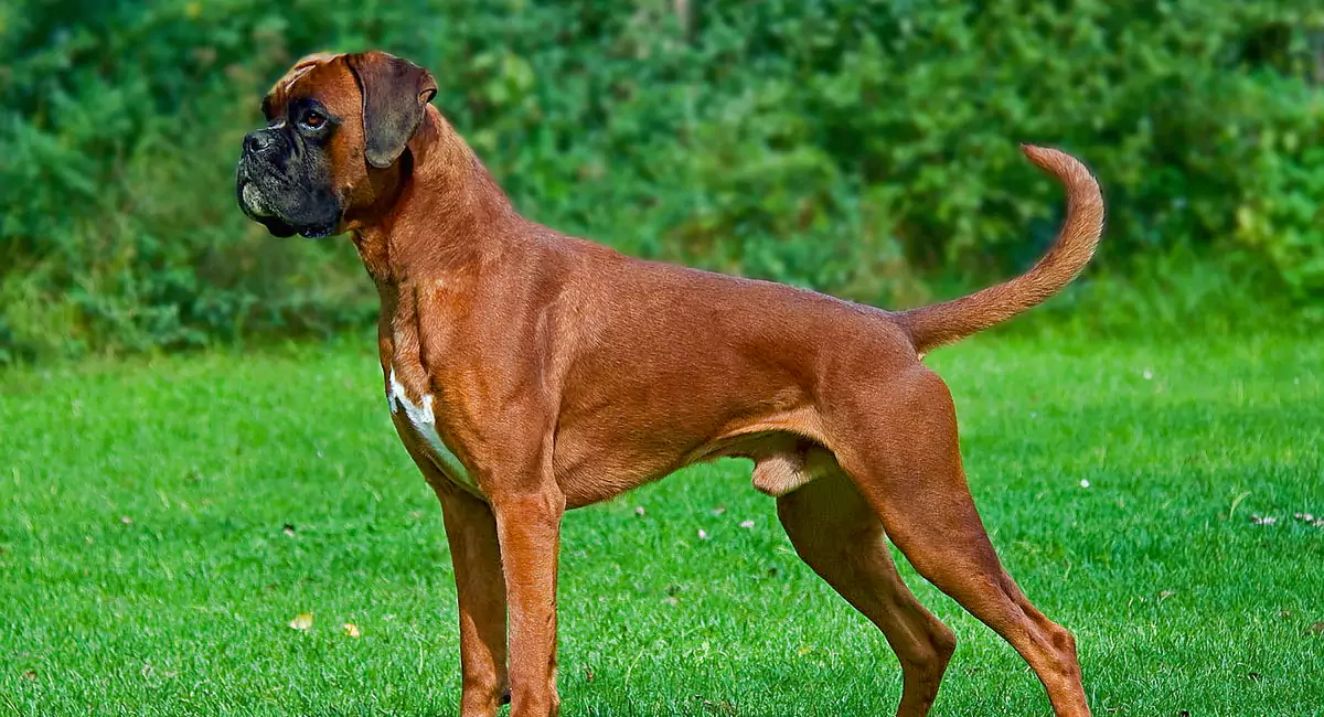 Boxer Dog Breed, Price, Lifespan, Temperament and Size