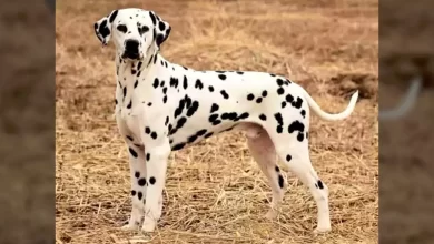 Boxmatian Dog Breed, Price, Lifespan, Temperament and Size