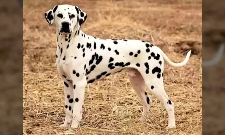 Boxmatian Dog Breed, Price, Lifespan, Temperament and Size