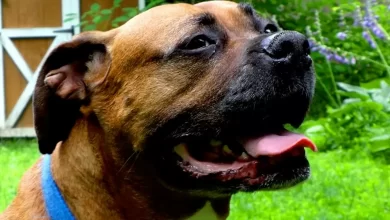 Boxweiler Dog Breed, Price, Lifespan, Temperament and Size