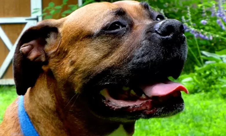 Boxweiler Dog Breed, Price, Lifespan, Temperament and Size