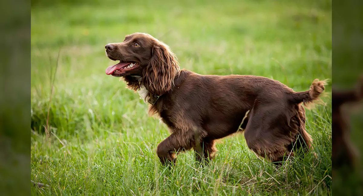 Boykin Spaniel Dog Breed, Price, Lifespan, Temperament and Size