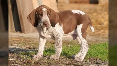 Bracco Italiano Dog Breed, Price, Lifespan, Temperament and Size
