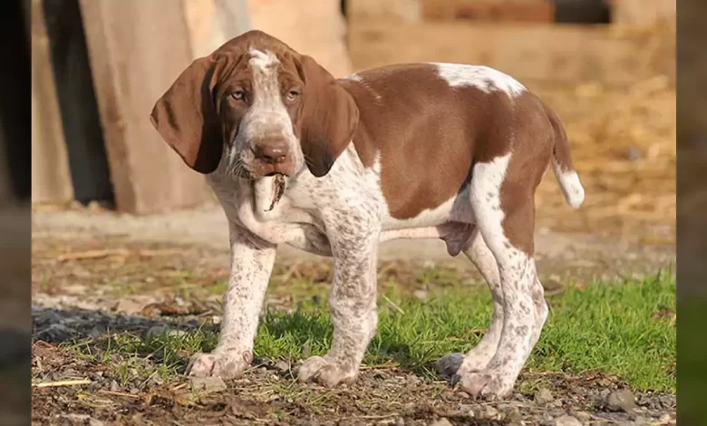 Bracco Italiano Dog Breed, Price, Lifespan, Temperament and Size