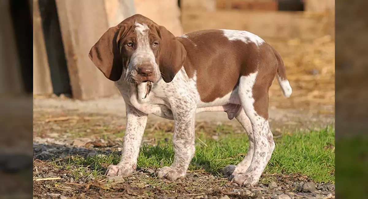 Bracco Italiano Dog Breed, Price, Lifespan, Temperament and Size