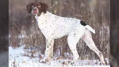 Braque Francais Pyrenean Dog Breed, Price, Lifespan, Temperament and Size