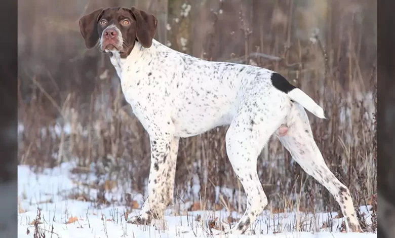 Braque Francais Pyrenean Dog Breed, Price, Lifespan, Temperament and Size