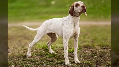 Braque du Bourbonnais Dog Breed, Price, Lifespan, Temperament and Size