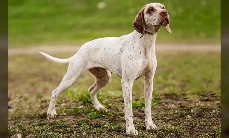 Braque du Bourbonnais Dog Breed, Price, Lifespan, Temperament and Size