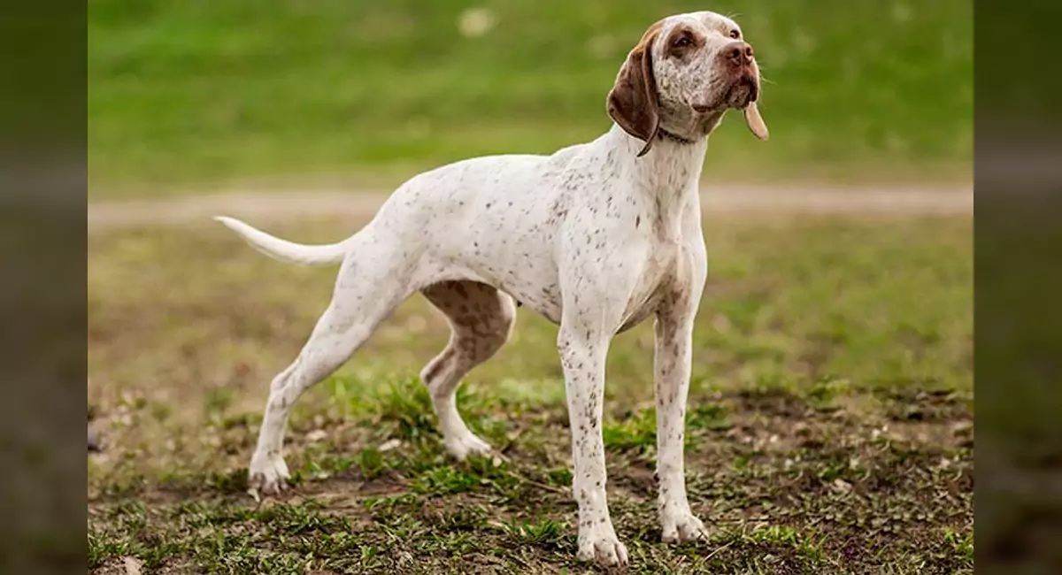 Braque du Bourbonnais Dog Breed, Price, Lifespan, Temperament and Size