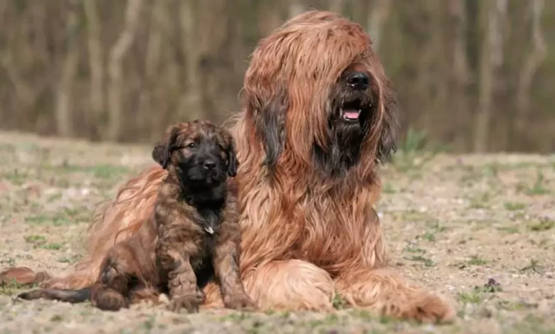 Briard Dog Breed, Price, Lifespan, Temperament and Size