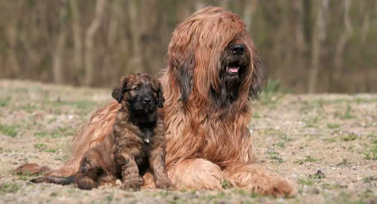 Briard Dog Breed, Price, Lifespan, Temperament and Size