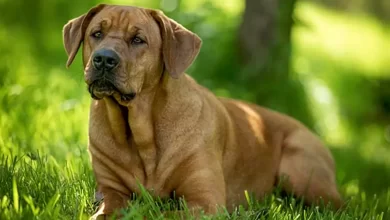 Broholmer Dog Breed, Price, Lifespan, Temperament and Size
