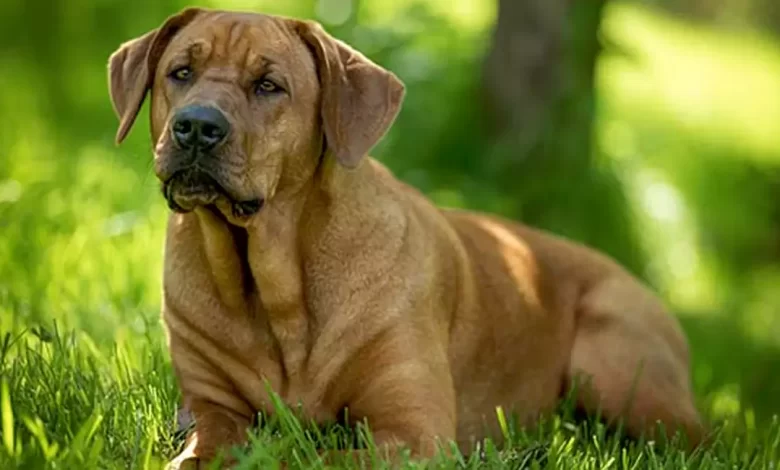 Broholmer Dog Breed, Price, Lifespan, Temperament and Size