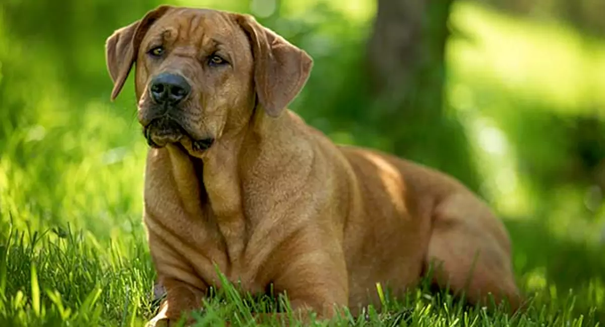 Broholmer Dog Breed, Price, Lifespan, Temperament and Size