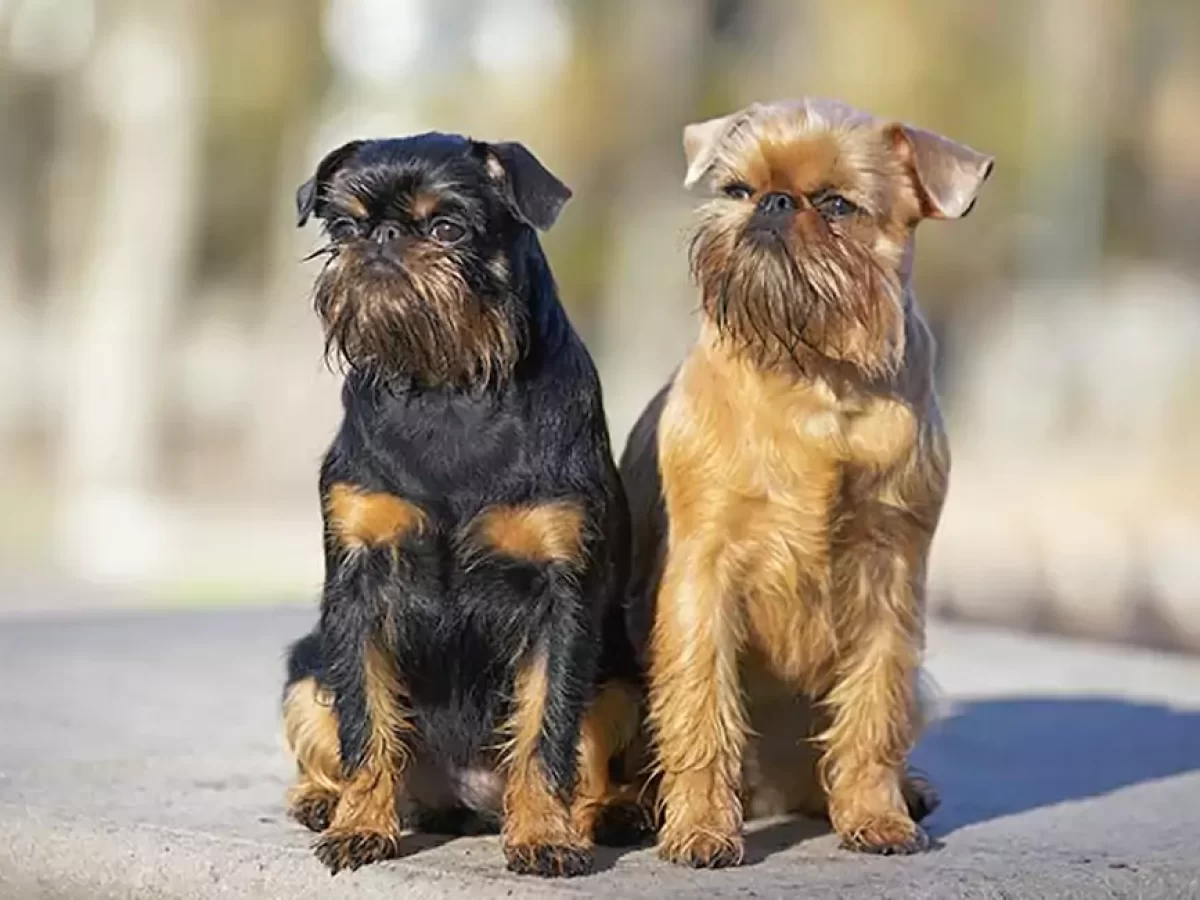 How Much Do Brussels Griffon Dogs Cost