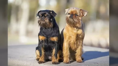 Brussels Griffon Dog Breed, Price, Lifespan, Temperament and Size