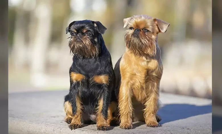Brussels Griffon Dog Breed, Price, Lifespan, Temperament and Size