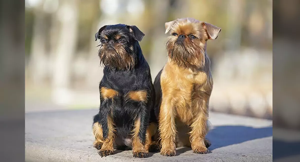Brussels Griffon Dog Breed, Price, Lifespan, Temperament and Size