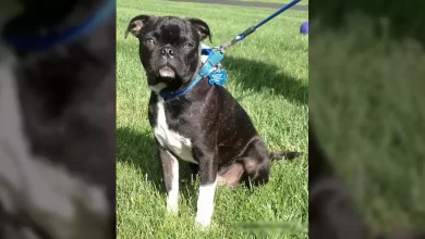 Bugg Dog Breed, Price, Lifespan, Temperament and Size