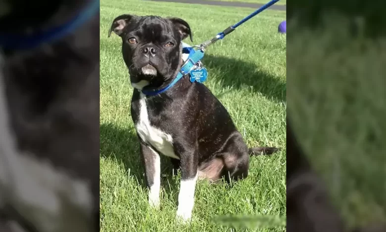 Bugg Dog Breed, Price, Lifespan, Temperament and Size