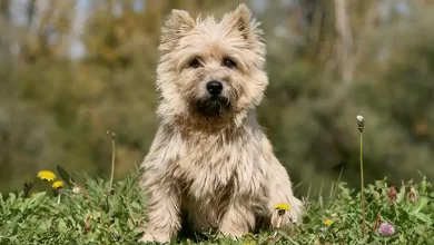 Cairn Terrier Dog