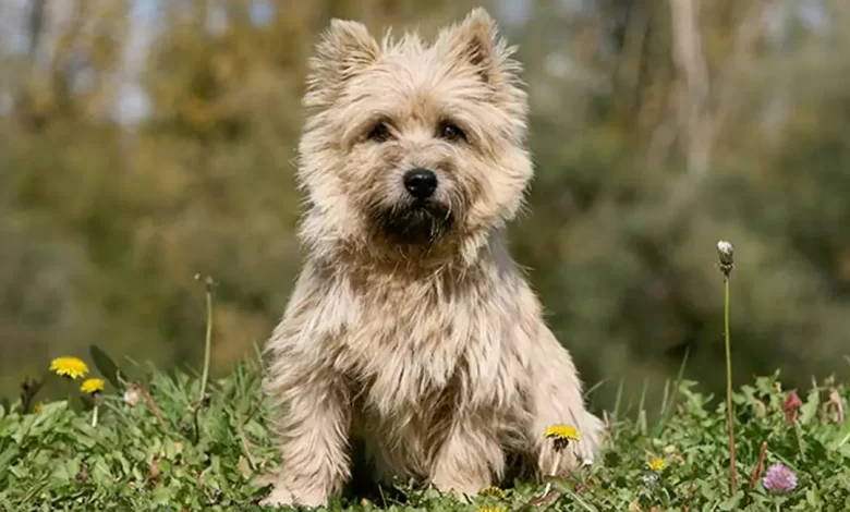 Cairn Terrier Dog