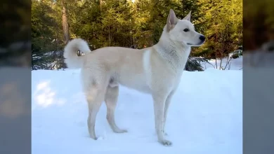 Canaan Dog