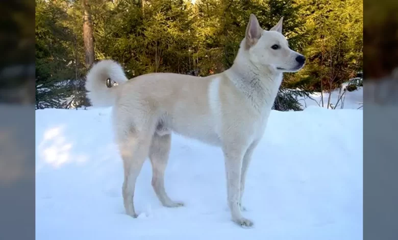 Canaan Dog