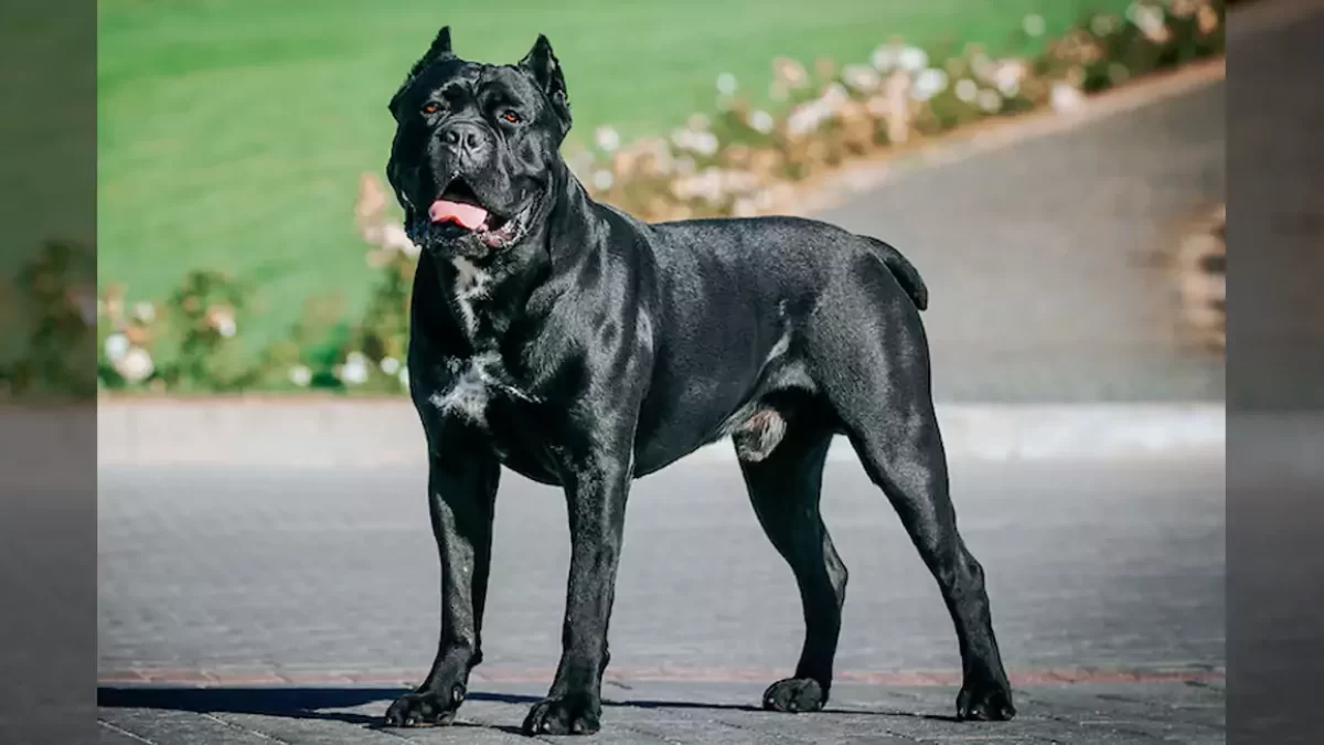 How Much Does A Grown Male Cane Corso Weight