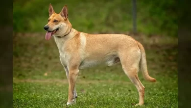Carolina Dog