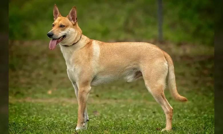 Carolina Dog