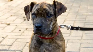Catahoula Bulldog Dog