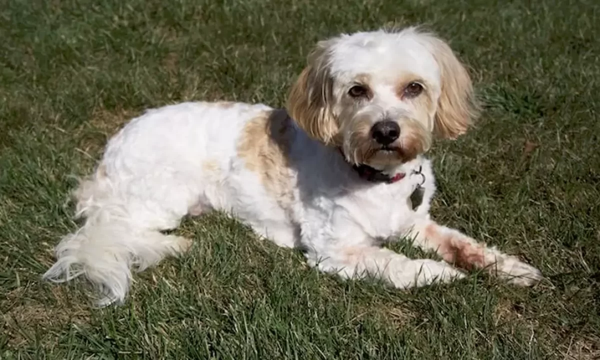 How Long Does A Cavachon Live For