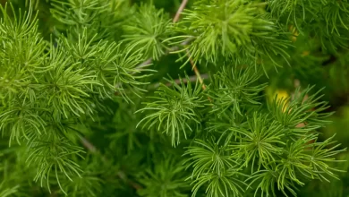 Five health benefits of Shatavari