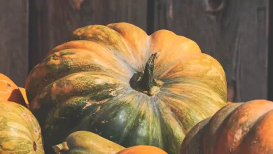 Squash and its benefits for health