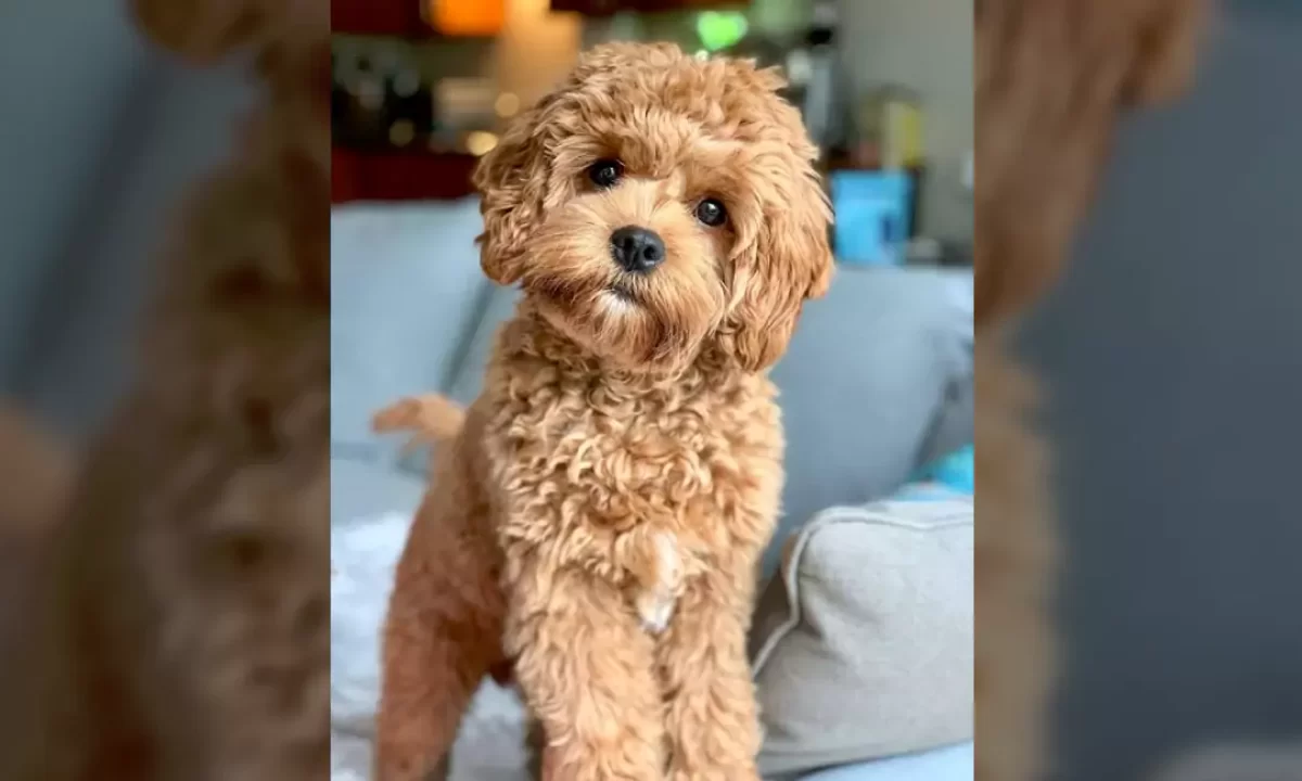 What Age Will My Cavapoo Be Fully Grown