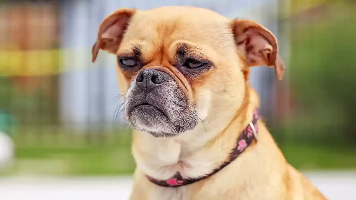 How Much Does A Chug Dog Cost