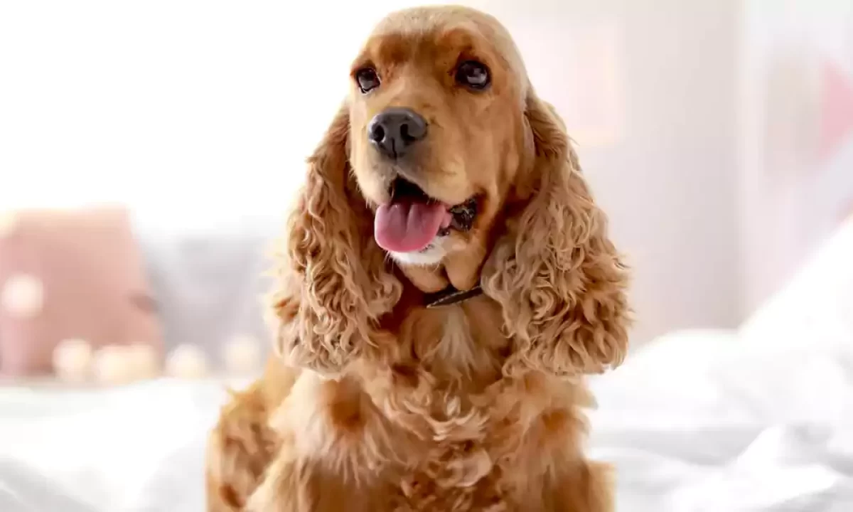 Cocker Spaniel Dog Breed Price, Lifespan, Temperament and Size » DecadesLife